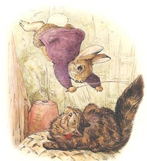 rabbit, cat, bunny